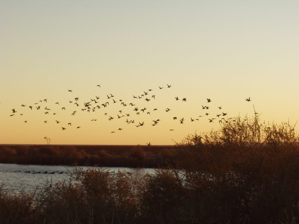 Ducks flying over the lake at The Lord's Ranch.