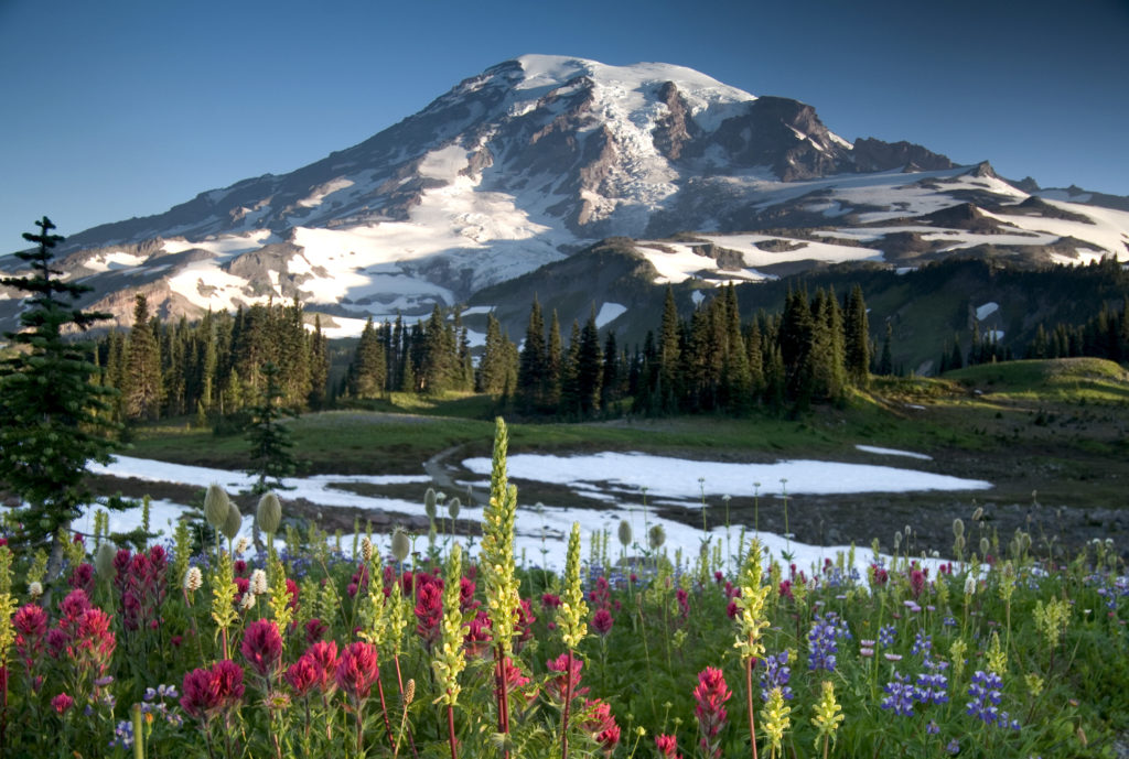 Mount Rainier during highland wildflower bloom, Washington State