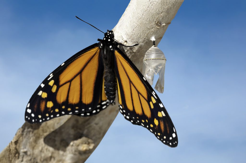 Monarch butterfly that has just emerged from cocoon