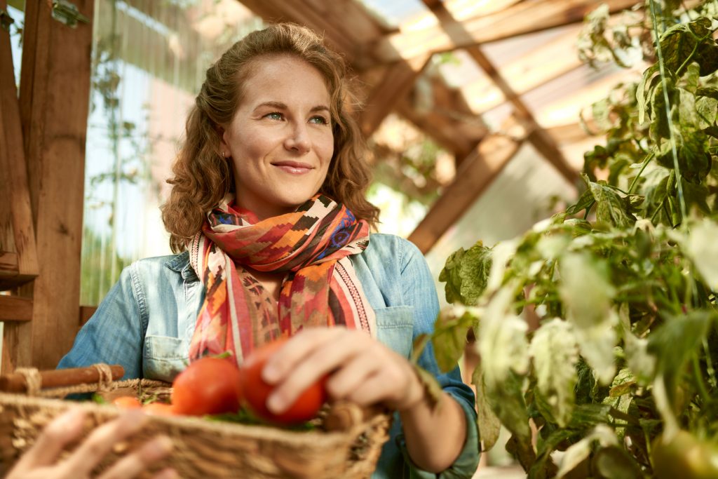 Friendly woman harvesting fresh tomatoes from the greenhouse garden putting