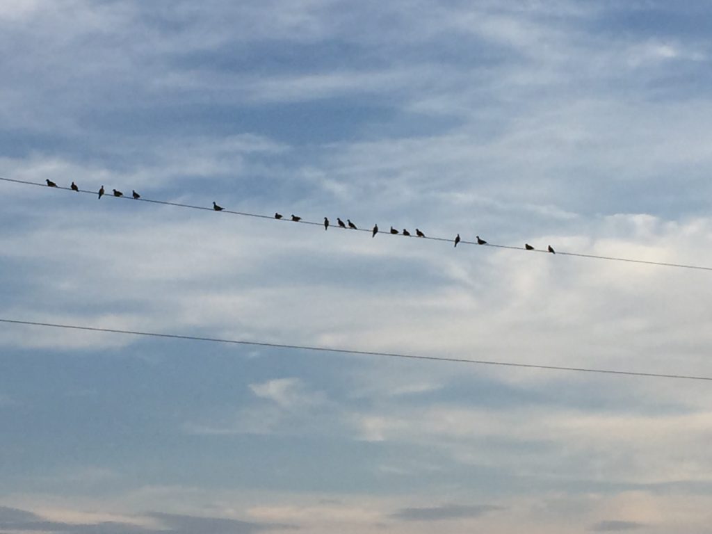 Birds resting on a telephone wire at sunset at The Lord's Ranch.