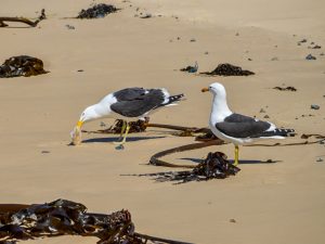 seagulls feeding