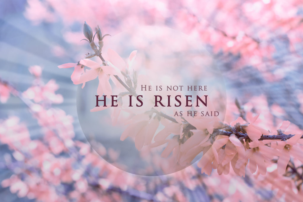 He is risen design on cherry blossoms